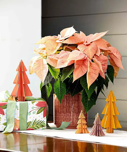 Peach-Orange Poinsettia Pictures