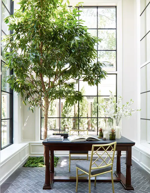 Make a Space for an Indoor Tree