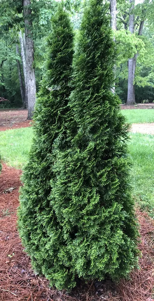 Various Arborvitae Varieties for Privacy Types