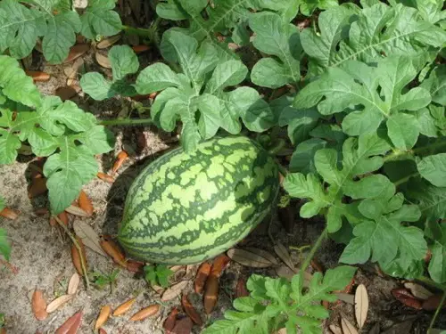 Different Watermelon Varieties 