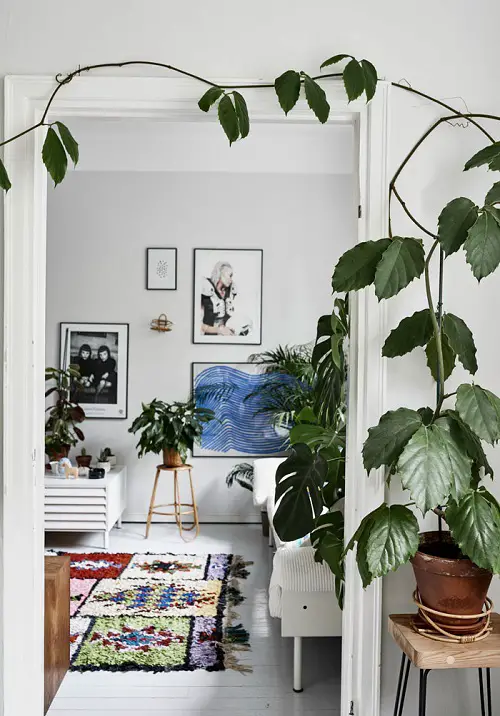 Rules for Decorating with Houseplants Have Fun With Vines