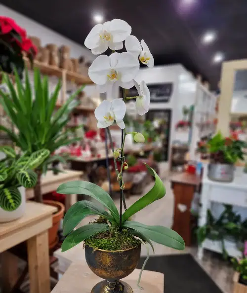 Amazing Best Winter Houseplants