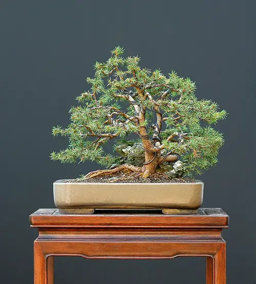 Dense Norway Spruce in Brown Pot