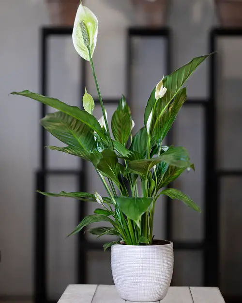 Low-Light Houseplants