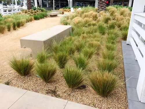 Mexican Feathergrass in Gravel