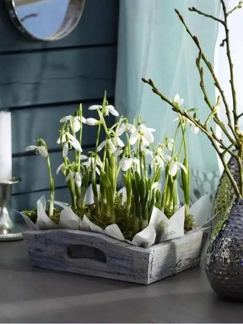 beautiful Winter Houseplants 