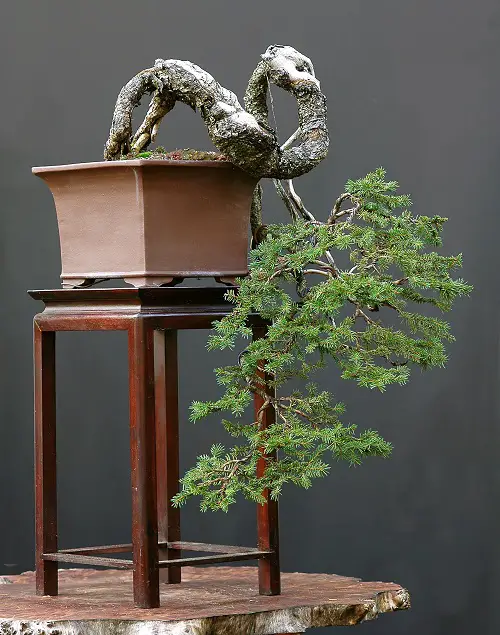 An Upside Down Norway Spruce Bonsai