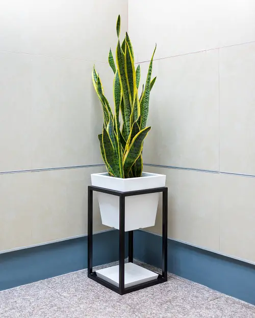 Air Purifying Houseplants