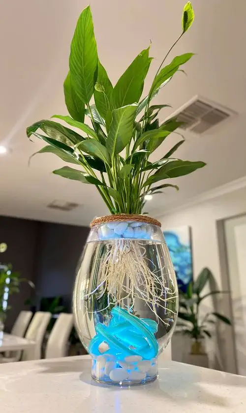 Plant Cuttings that Look Good in Vase