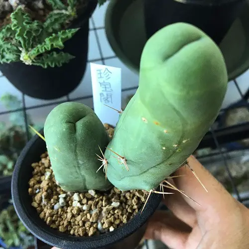 Plants That Seem to Be Straight Out of the Pornographic World as Adults