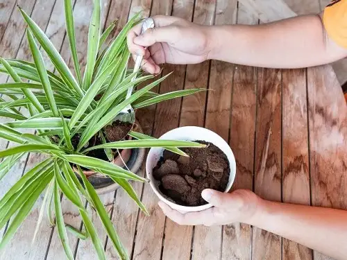 Feed Spider Plants Regularly