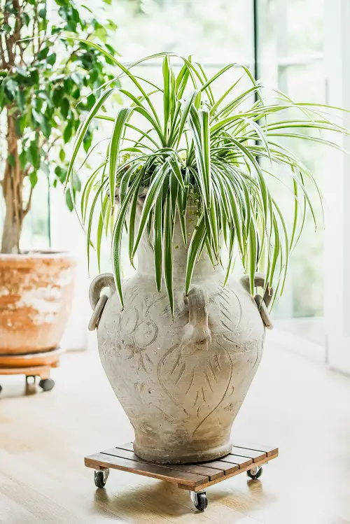 Indoor Grass Plants in Pot