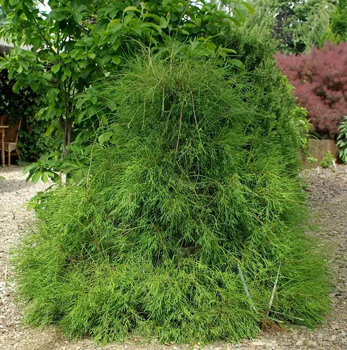 top Various Arborvitae Varieties for Privacy Types