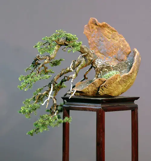 A Beautiful Norway Spruce Bonsai Pictures 14