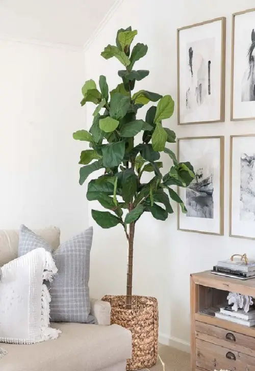 best Ideas for Tall Plants in Living Room Corners