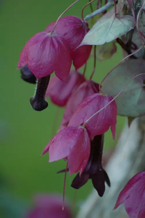 Adult Plants That Seem to Be Straight Out of the Sexually explicit material World
