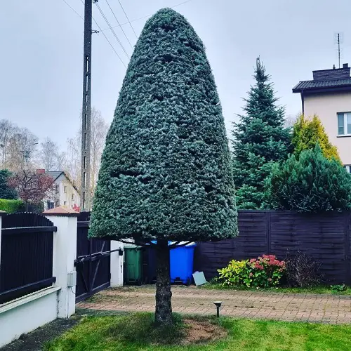top lovely Christmas plants outside