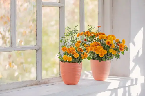 Air Purifying Houseplants in Window