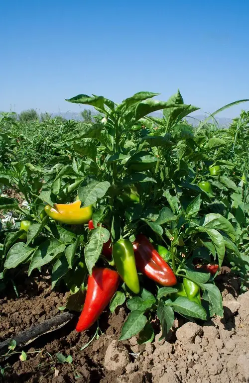 Different Types of Pepper in garden