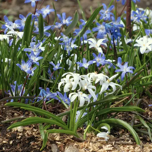 Best Baby Blue Flowers in backyard