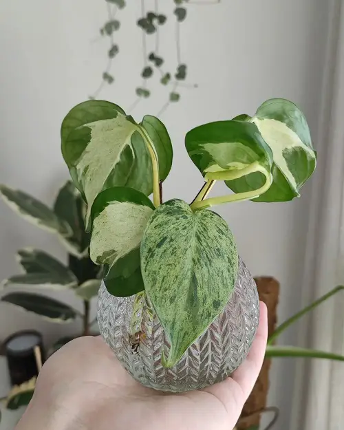 Indoor Plant Cuttings that Look Good in Vases