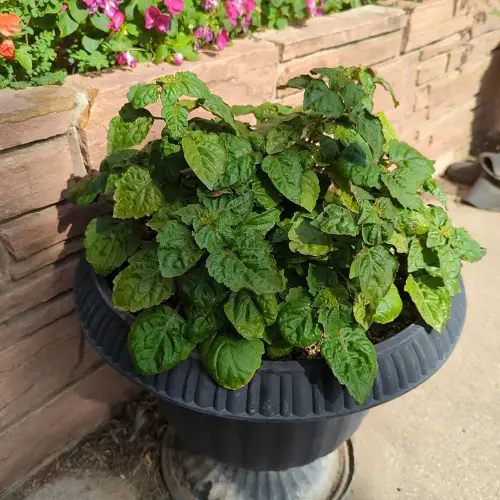 Amazing Top Herbs for Defence
