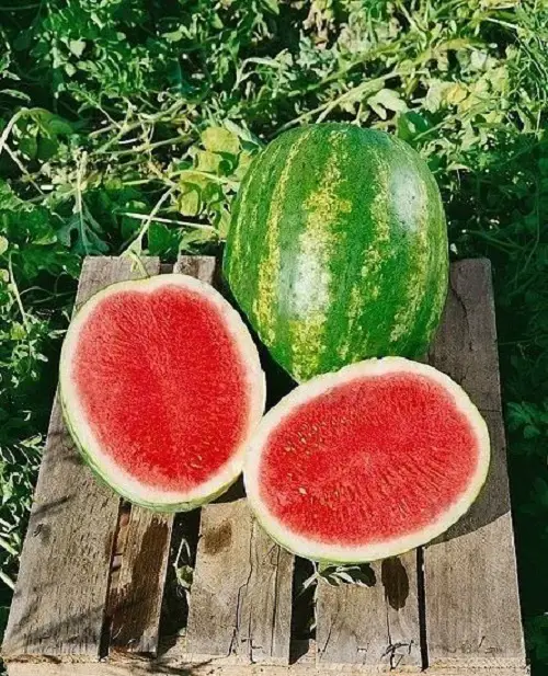 Amazing Different Watermelon Varieties That You Can Plant
