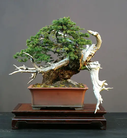 An Edgy White Bark Norway Spruce Bonsai image