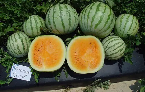 Watermelon Varieties That You Can Plant
