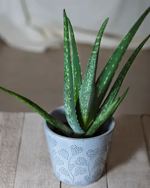 best Air Purifying Houseplants