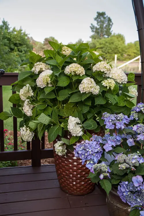 Wonderful Photos of Annabelle Flowers
