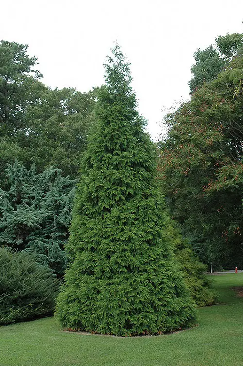 top Various Arborvitae Varieties for Privacy Types