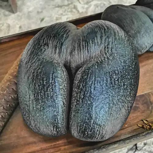 top Adult Plants That Seem to Be Straight Out of the Sexually explicit material World