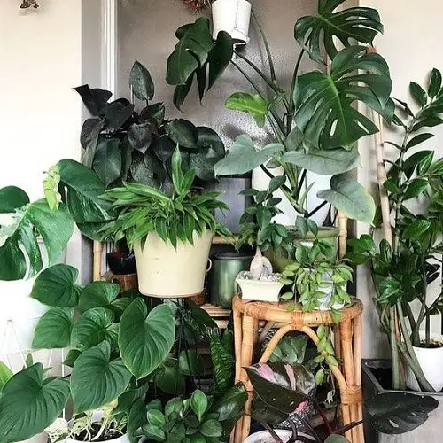 Raise Humidity by Grouping Plants Together