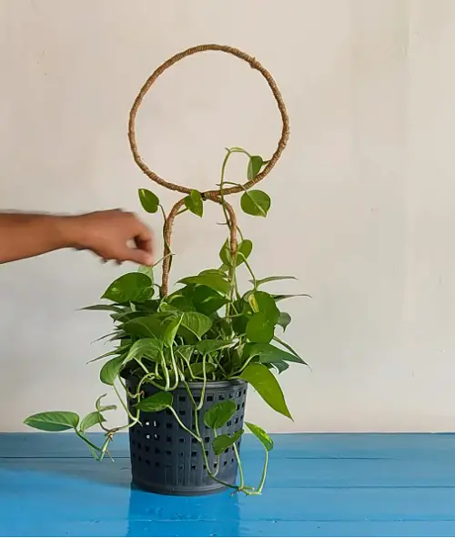 Indoor Plant Stake Ideas Twisted Wire Stake