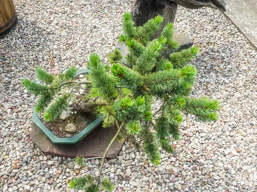 Norway Spruce Bonsai in a Gravel Flowerbed image