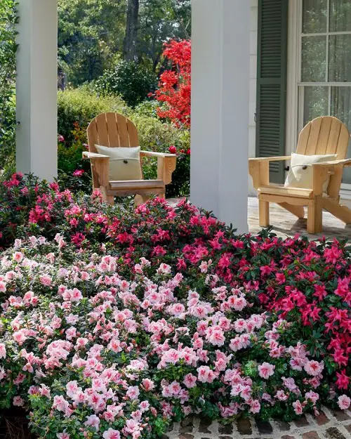 Azalea Flowerbed in garden