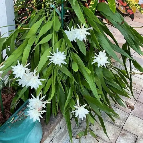 best Gorgeous Night Blooming Flowers