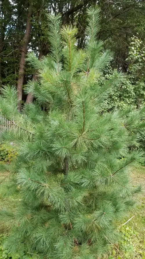Outdoor Christmas Plants