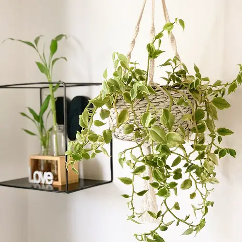Hanging Plants that are Impossible to Kill
