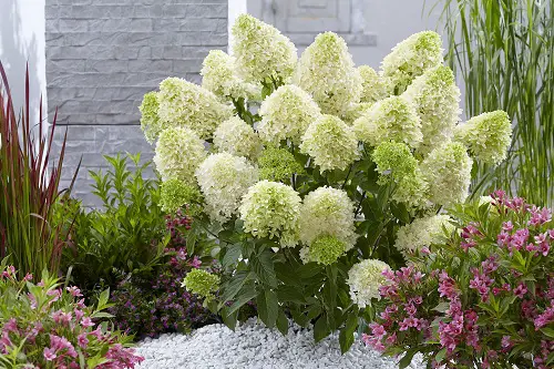 Stunning Photos of Annabelle Flowers