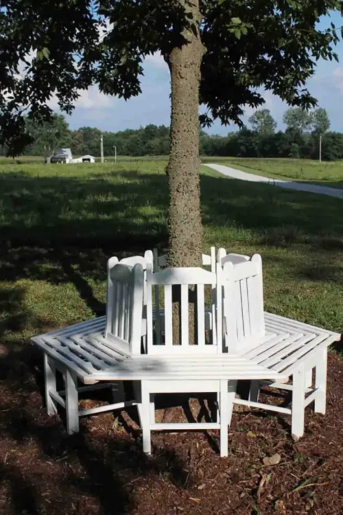 A Wooden Bench around a Tree