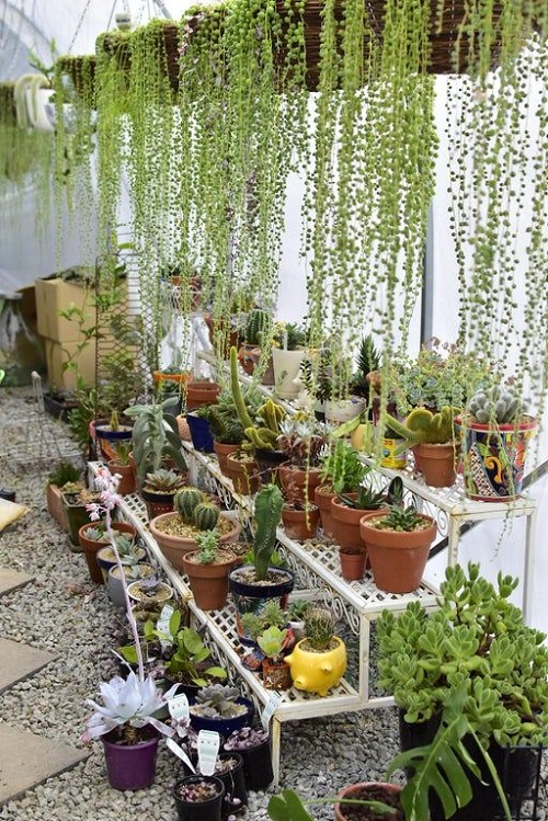 Hanging Shelf for Succulents