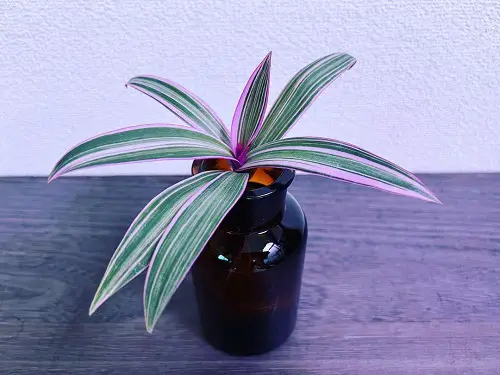 best Cuts from Indoor Plants that Look Good in Vases