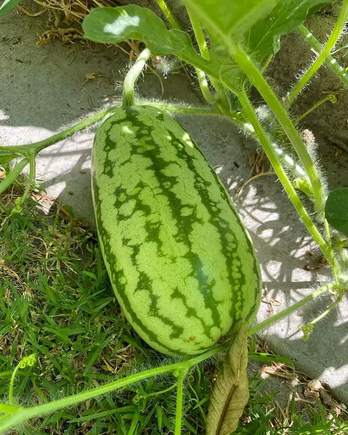 Watermelons of Various Types That You Can Grow