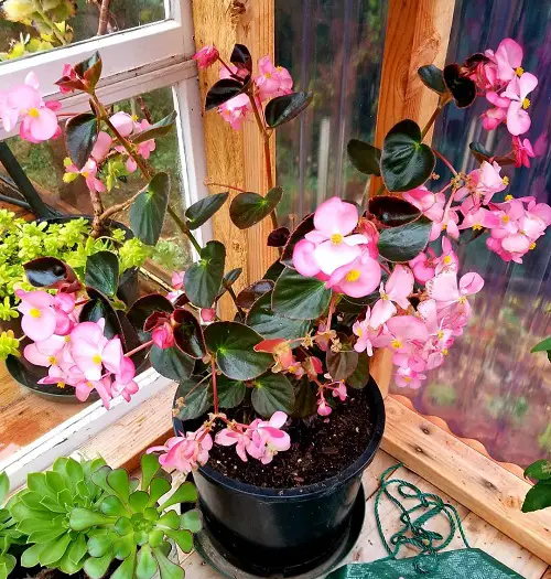 top Pink Begonia Pictures to Inspire You into Growing the Plant!