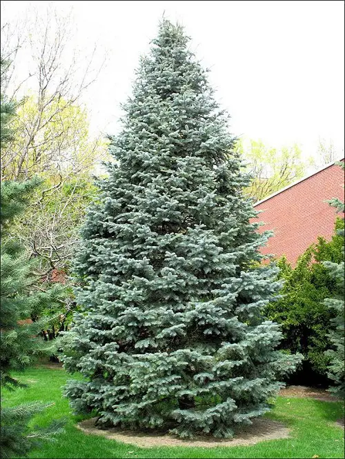 top Christmas plants outside
