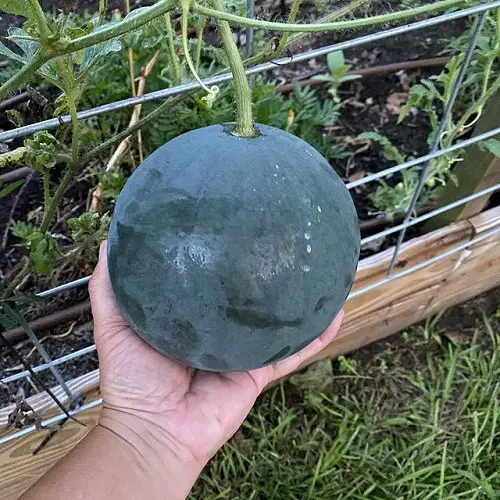 best Watermelons of Various Types That You Can Grow