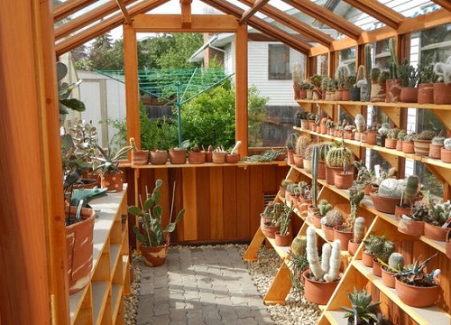 Cedar Shelf in Greenhouse