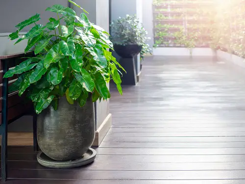 best Air Purifying Houseplants